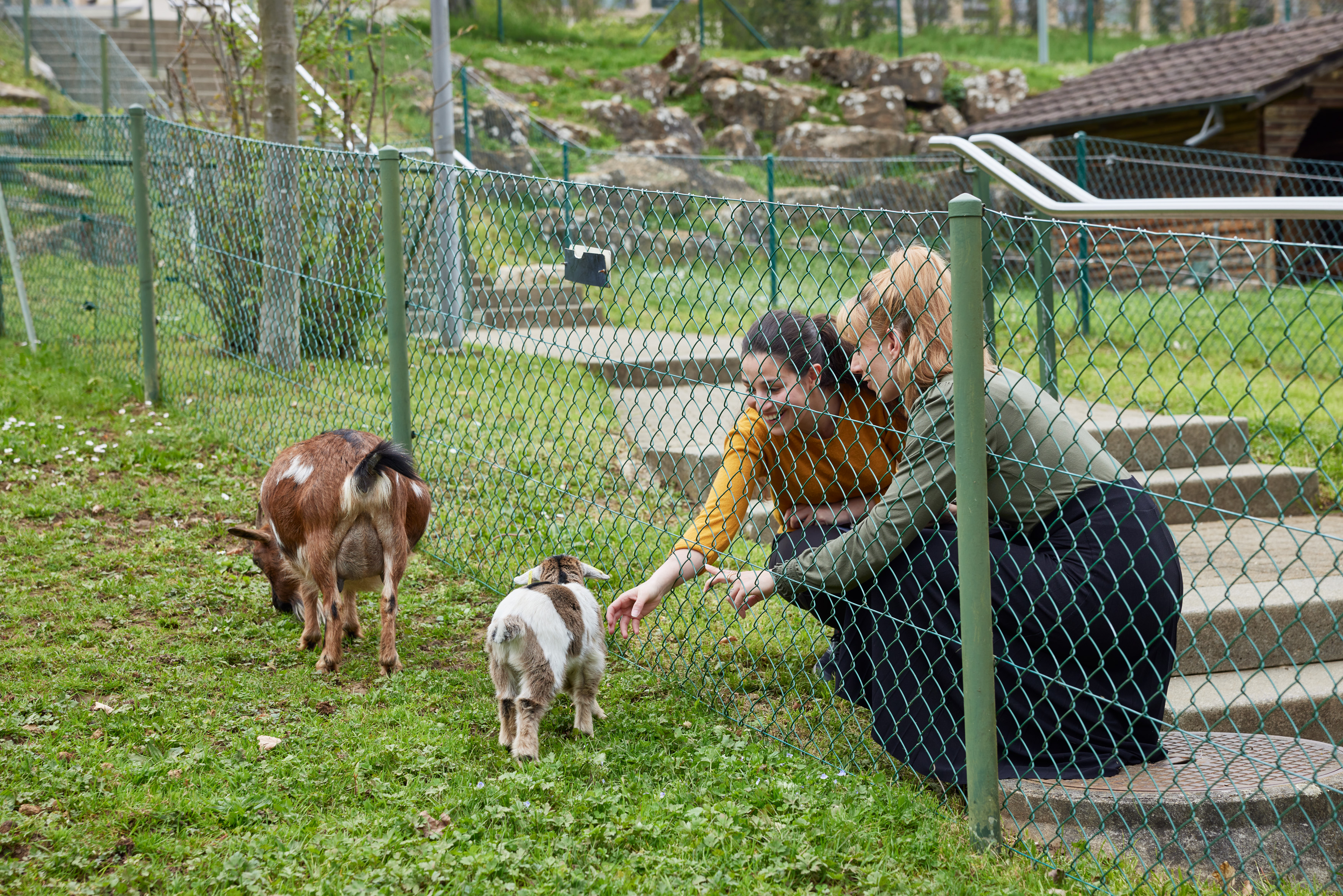 Besuchende des Tierparks streicheln die Ziegen.